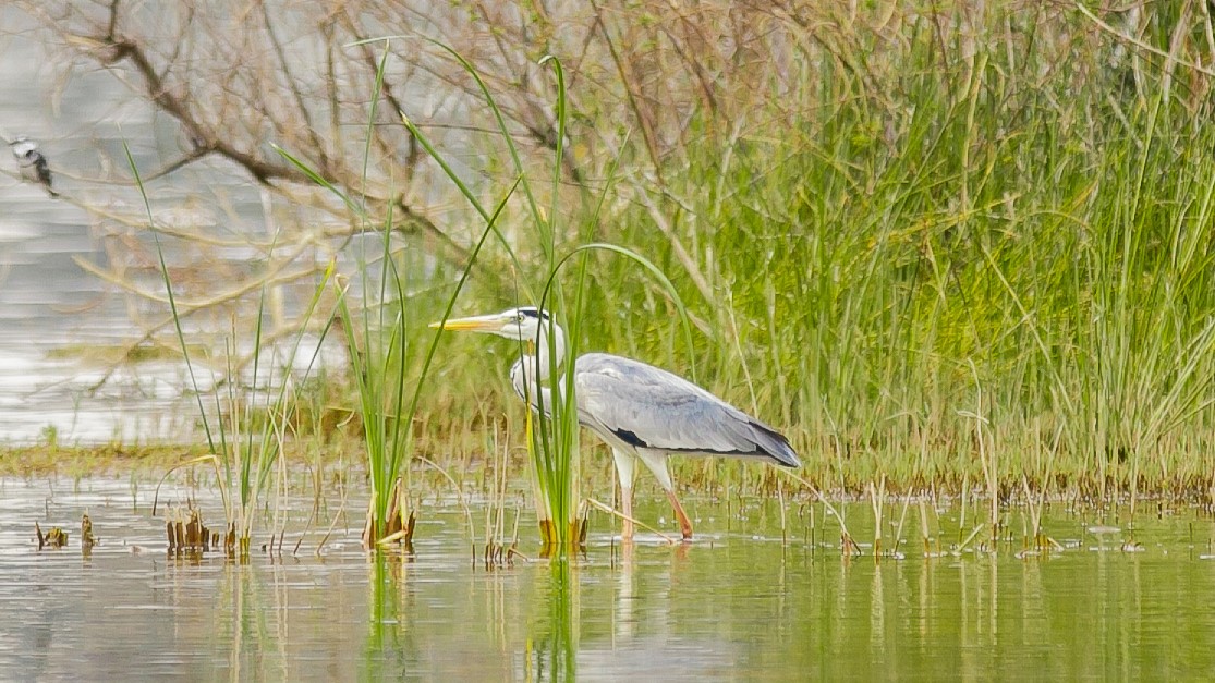 Maravilla Kivu rare birds